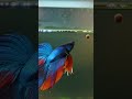 He Waited 2 Seconds… Then Attacked
