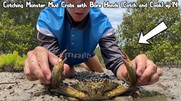 Catching Monster Mud Crabs with Bare Hands (Catch and Cook) - ep.14