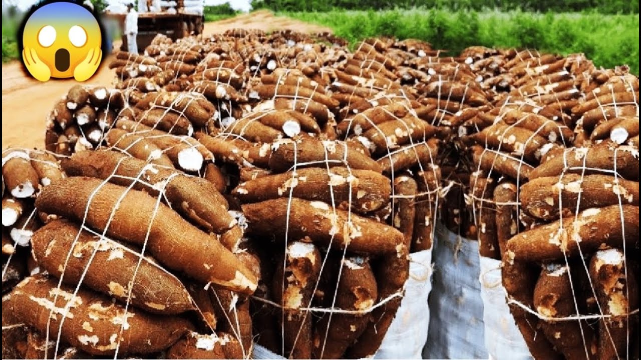 INCRÍVEL PROCESSO de CULTIVO, COLHEITA e PROCESSAMENTO de MANDIOCA!