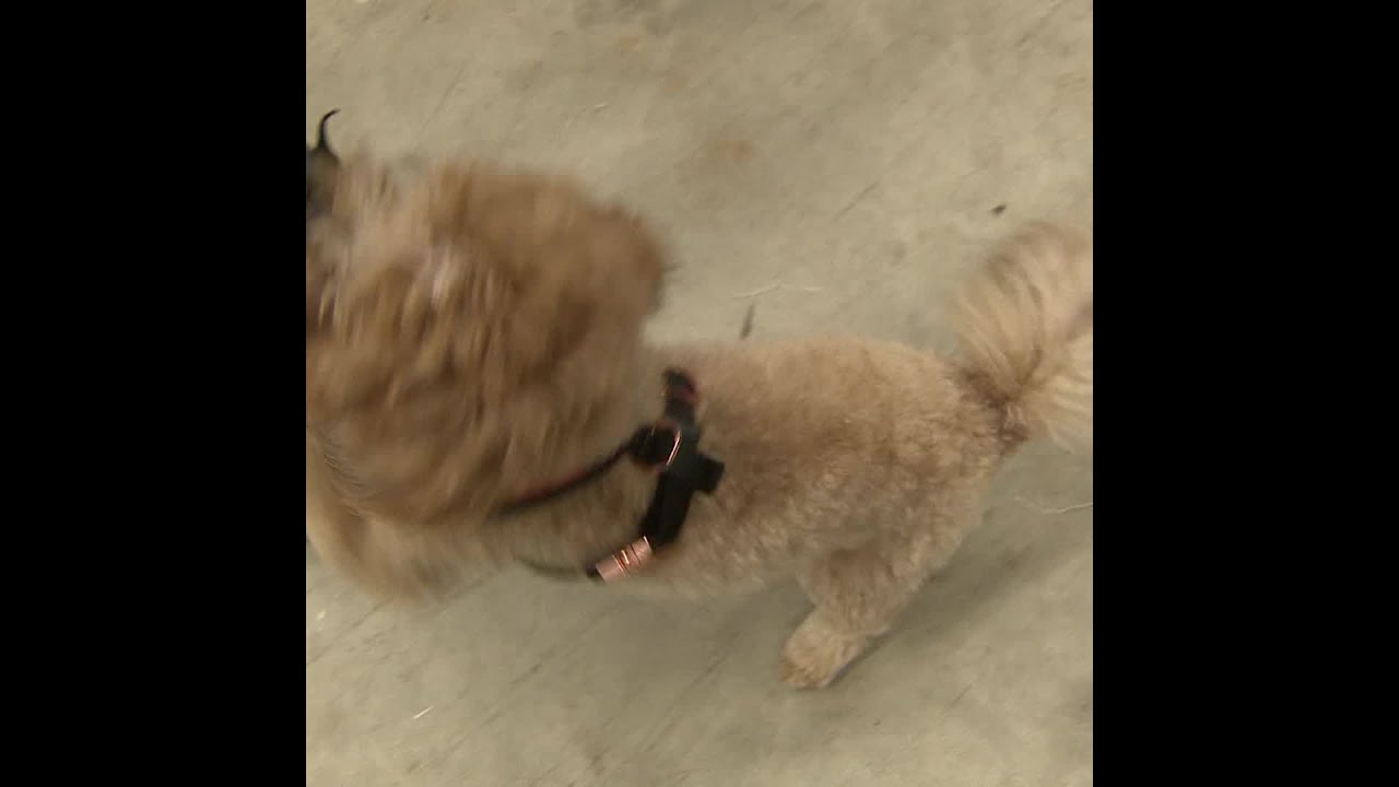 Pet apparel company making 'Pawsitive' impact on community