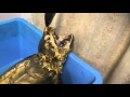 ワニガメお食事タイム Alligator snapping turtle Lunch