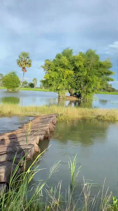 Rice   ASMR&Nature-Inspired  #RiceASMR#RiceSounds#NaturalASMR#RiceCrinkle #NatureASMR#RiceTapping #2