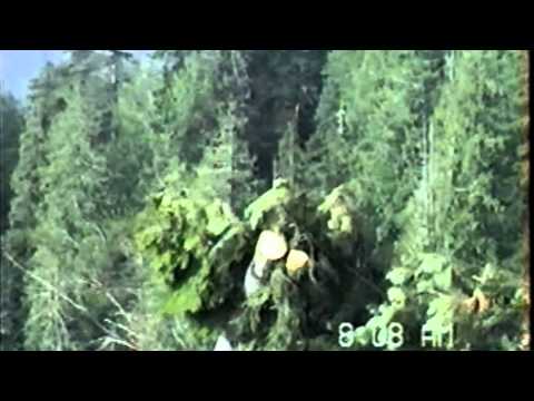 Logging Olympic Peninsula 2