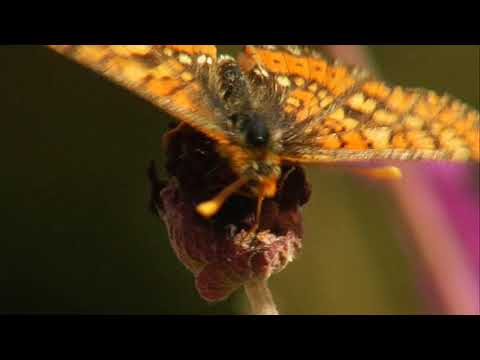 Un Rincón de Vida, la Reserva de la Biosfera Sierra del Rincón