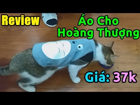 Video Trên tay ÁO MÈO giá rẻ - youtube