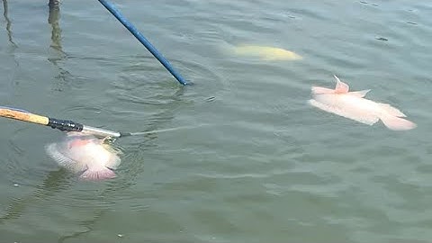 Cá rô phê quá ae oi. Máy igbt-lc mini 24v. Ae tham khảo máy nhé. 0966338861