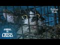 Cat Trapped In A Sewer For 70 Days Is Almost Drowned From Heavy Rain | Animal in Crisis EP79