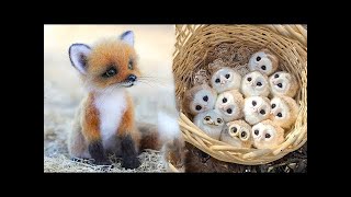 Cute baby animals Videos Compilation cute moment of the animals - Cutest Animals #14