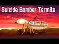 Exploding termites defend their colony : Termite science animation :