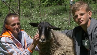 Umjesto na panju, ovca završila na operacijskom stolu