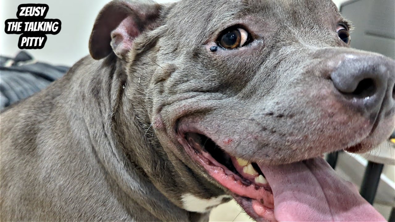 Talking Pitbull Gets The Zoomies When He Sees His Cousin! - YouTube