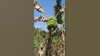 Najangud Rasabale @abhayfarm