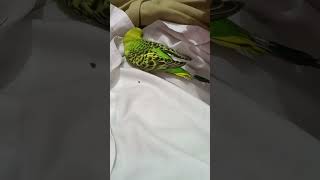 My little pip. #trading #forex  #littlepip #babyparrot #phirchla #trending #song #arijitsingh #music