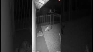 Komodo attacks dog #short
