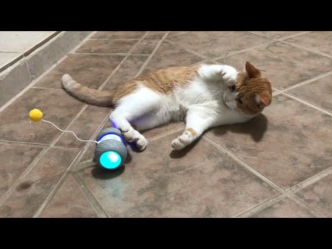 cat-vs-interactive-robotic-cat-toy-who-win-🐈-enzo-the-cat-reviewing-his-new-ralthy-robotic-cat-toy
