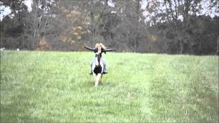 Full Speed Bareback Gallop W/ No Hands