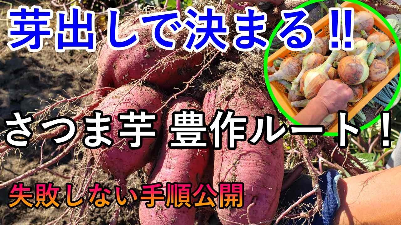 だれでも簡単！失敗しない「さつま芋の芽出し」完全ガイド｜家庭菜園の
