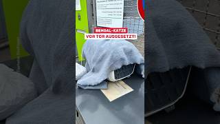 🚨 BENGAL-KATZEVOR TOR AUSGESETZT!