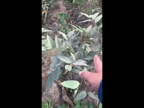   معلومة زراعيه عن شجرة الخيار شمبر أو كاسيا فيوستيلا