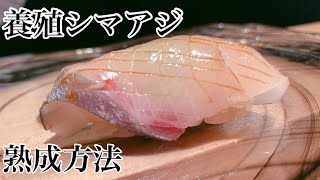 養殖シマアジの熟成方法#釣り#魚釣り#料理