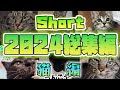 2024 Short総集編 猫編 保護猫 2024 Short総集編 猫編 保護猫