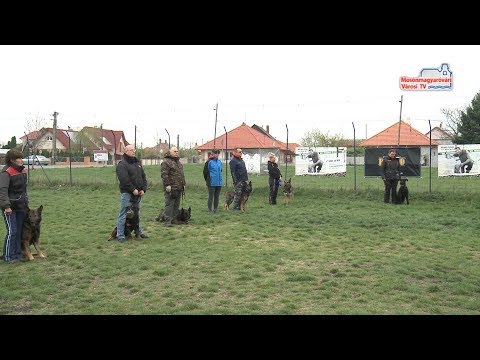 Videó: A Harcosoknak Szánt K9s Segít A Szolgálati Kutyák Veteránokkal Való Párosításában