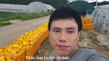 Nông Dân Hàn Quốc Thu Hoạch Dưa Lê _Nông nghiệp Hàn Quốc