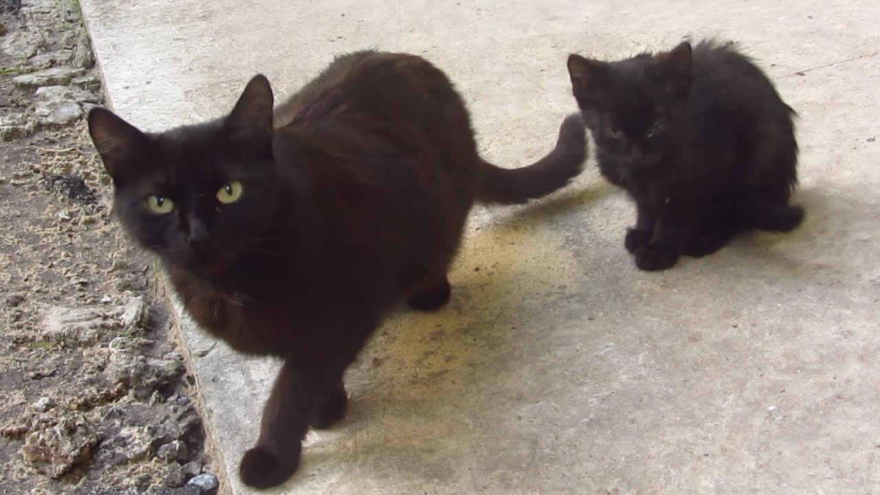 Black kitten with mother cat on the 