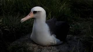 Wisdom the Laysan Albatross at 70-years-old on Midway Atoll