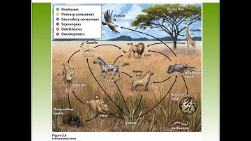 APES CH 3 Ecosystem Productivity