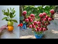 Perfect technical  grafting orange with apple using aloe vera get amazing fruit