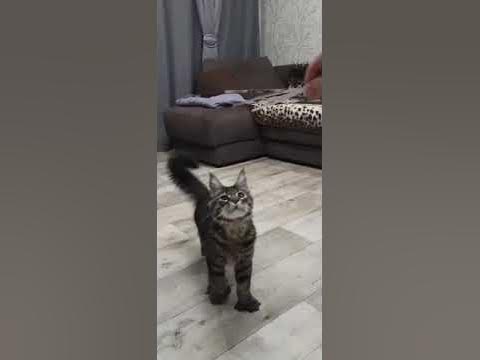 Гигантская лапа 6 месячного Мейн-Куна #kitten #мейнкун #cat #полидакт # ...