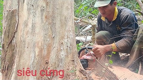 Cưa cây trời đánh chết . Máy cưa G4500 .Cưa cây kỹ thuật cao