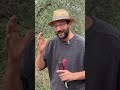 Non potare l'OLIVO in AUTUNNO