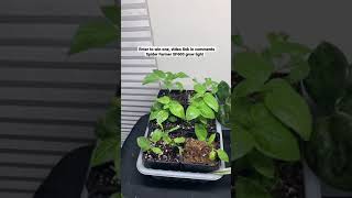 Latest plant growth updates feat. SPIDER FARMER SF600 grow light shorts