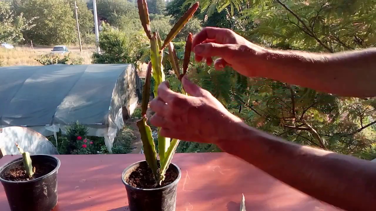 camera iphone 8 plus apk How to grow cactus from cutting Acanthocereus tetragonus
