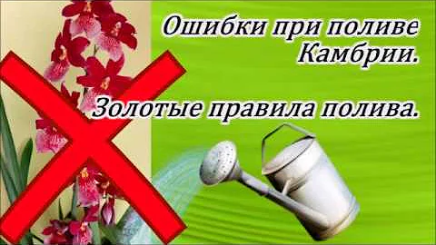 Ошибки при поливе Камбрии. Золотые правила полива.