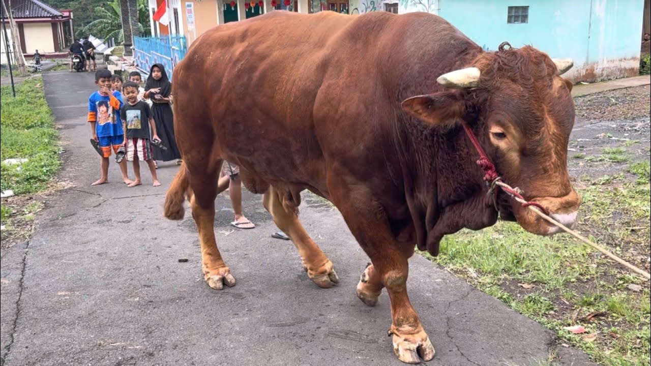 8 гигантских коров перевезли на грузовике-глотателе на запад ‼️🔥🔥🔥