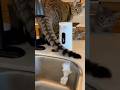 Cat’s Tail Triggers the Soap Dispenser😆😆😆 #catsoftiktok #cute #viral #fyp #cat