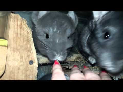 Video: Vipande Vya Mifupa Huko Chinchillas