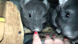 видео: Бархатная Шиншилла! Ген Бархата, Его Особенности и Индивидуальность!Velvet Chinchilla! картинка: Бархатная Шиншилла! Ген Бархата, Его Особенности и Индивидуальность!Velvet Chinchilla!