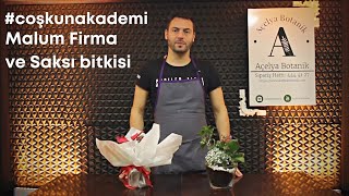 Şkunakademi Saksı Bitkisi Alırken Nelere Dikkat Etmeliyiz? Malum Firmanın Yaptığı Hatalar