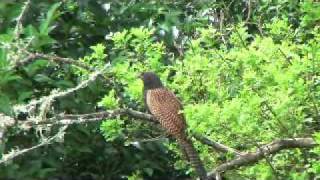 Pheasant2.wmv