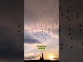 🌍 The Secret Behind Bird Migration