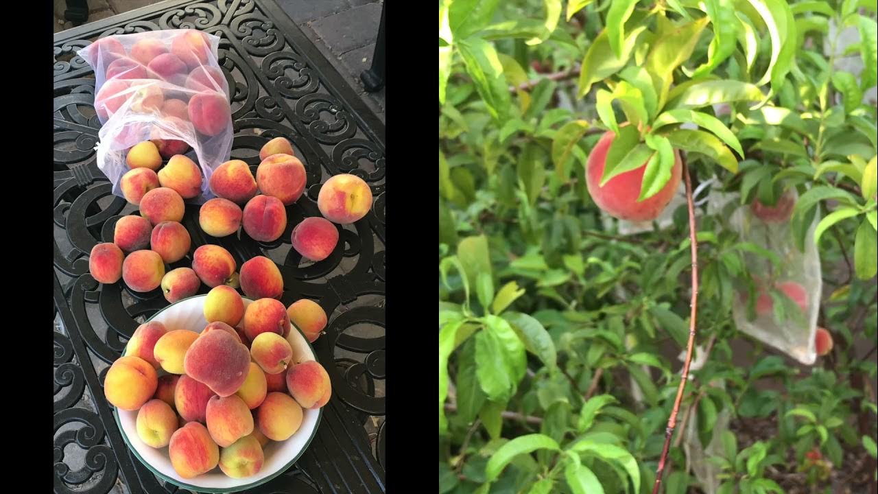 Growing Peaches in AZ YouTube