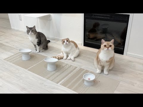 ごはんの時間に遅れたらお皿の前で猫たちがこうなってました…