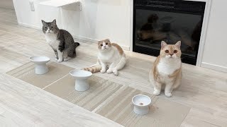 ごはんの時間に遅れたらお皿の前で猫たちがこうなってました…