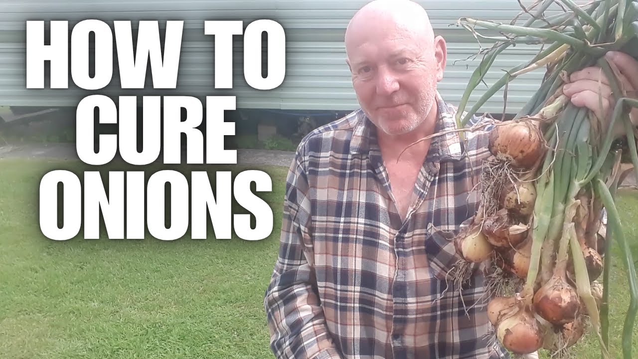 How To Cure Onions [Container Gardening ]