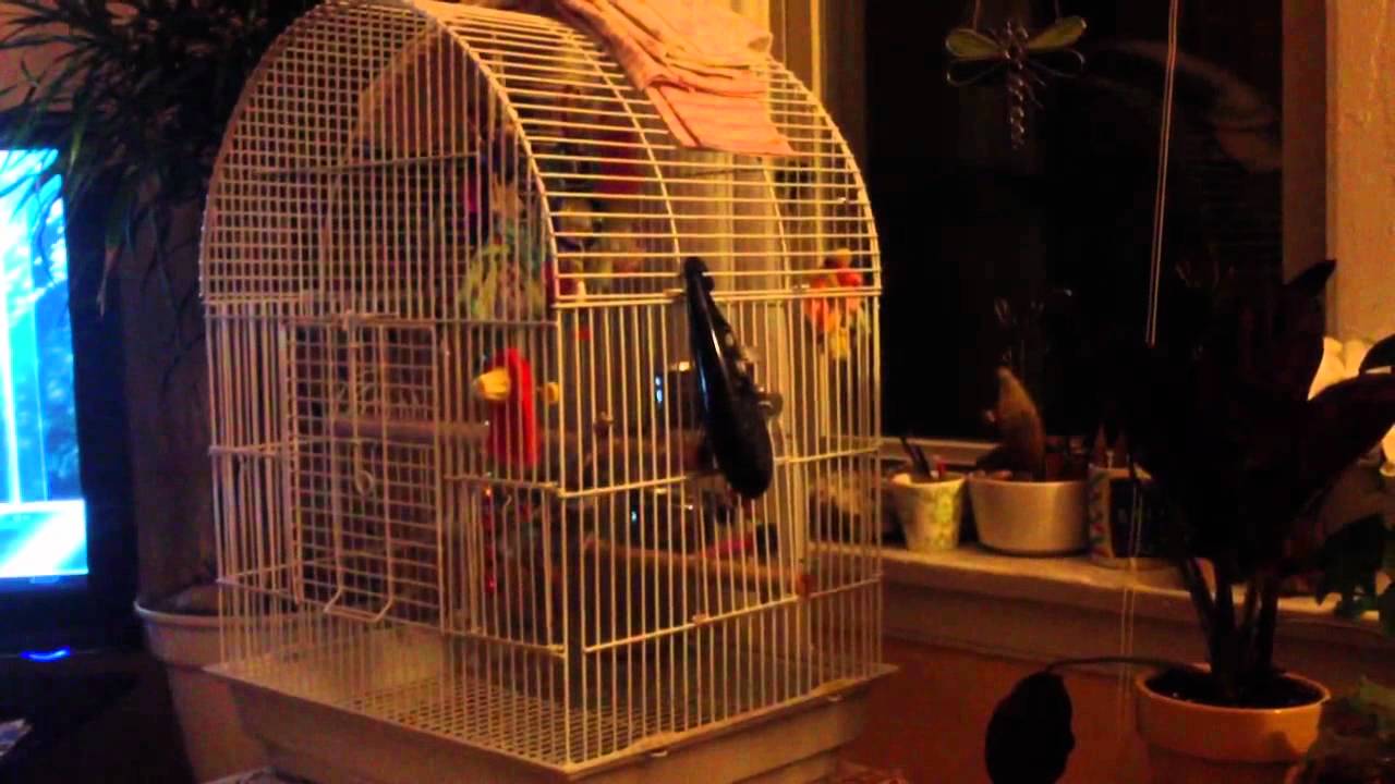 Mouse in the Birdcage YouTube