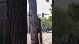 #squirel #tree